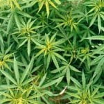 marijuana