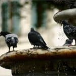guano e volatili