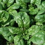 spinaci