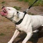 pitbull