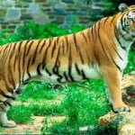tigre