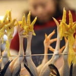 Mass cull of chickens begins as bird flu returns to haunt Hong Kong