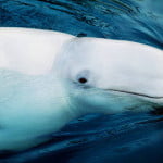 balena-bianca - Copia