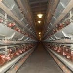 galline