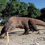 Drago-di-Komodo