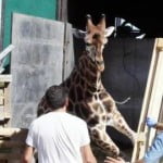 La Polizia Provinciale ferma la folle galoppata di una giraffa, fuggita dal circo, per le vie di Imola, 21 settembre 2012.  ANSA / US POLIZIA PROVINCIALE BOLOGNA La Polizia Provinciale ferma la folle galoppata di una giraffa per le vie di ImolaE' stato un agente della Polizia Provinciale a mettere fine alla folle galoppata di una giraffa per la città di Imola.L'animale, un cucciolo maschio della specie ''camellopardalis'', è fuggito dal circo Rinaldo Orfei dislocato sul lungofiume del Santerno, e verso le 8.30 di questa mattina si è lanciato per le strade imolesi seminando il panico fra i cittadini increduli, provocando anche danni ad alcune vetture con i colpi degli zoccoli.Per catturare l'imponente mammifero, alto quasi 5 metri e del peso di 920 kg., sono state immediatamente allertate le forze dell'ordine  e l'incredibile carosello nelle vie della città si è fermato quando, verso le ore 12, nel recinto dello stabilimento della Coop. Cefla lungo la via Selice che porta al casello dell'A14, un agente della Polizia Provinciale è riuscito a colpire la giraffa con un paio di siringhe di anestetico con l'impiego del fucile a narcotico.L'animale addormentato è stato poi riportato al circo Rinaldo Orfei.