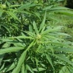cannabis