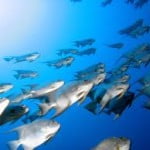pesce