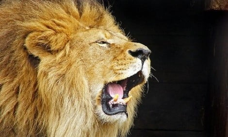 leone
