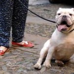 cane