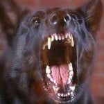 cani