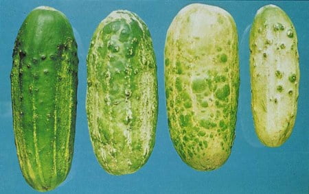 citrulli