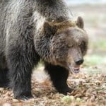 orso