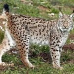 lince
