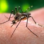 dengue