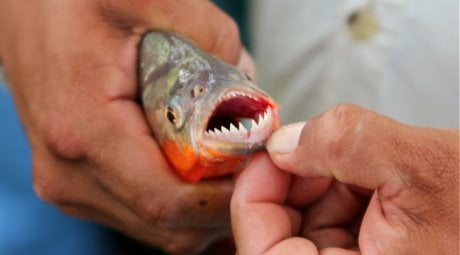 Piranha