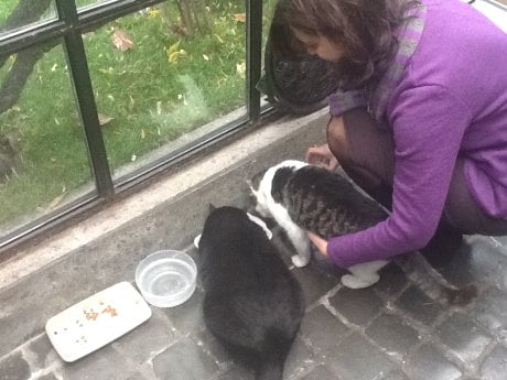 Boldrini Appello Su Facebook Come Chiamo Mio Gatto Nero Obama