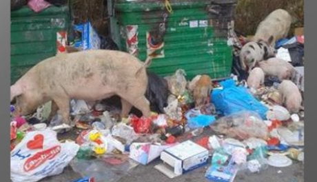 Roma, maiali tra la spazzatura