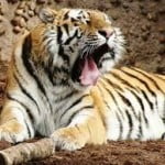 tigre