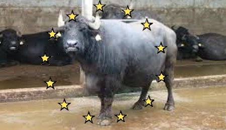 bufala
