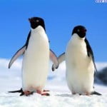 pinguini