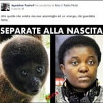 scimmia