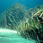 posidonia