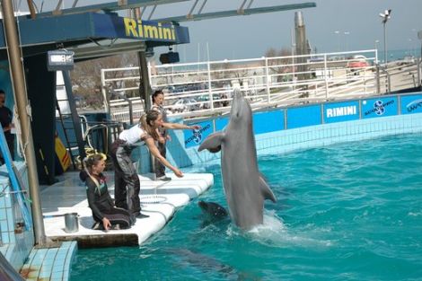 DelfinarioRimini
