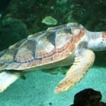 caretta