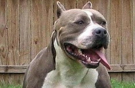 pitbull