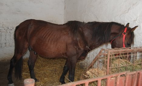 cavallo