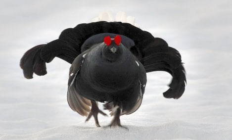 gallo-forcello
