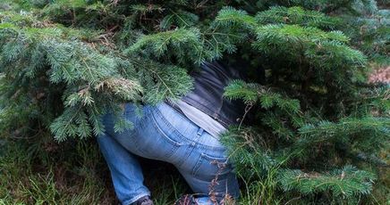 GERMANY-CHRISTMAS-TREE