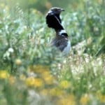 gallina-prataiola