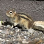 scoiattolo-peste