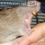 topi-ratto