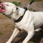 cane-ringhia