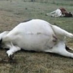 bovini-morti