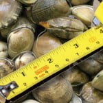 vongole