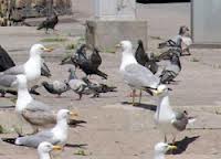 Città invase da gabbiani in estinzione, arrivano i falconieri