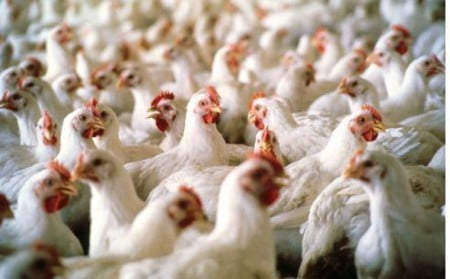 Influenza aviaria ceppo H3N8
