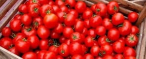 pomodori