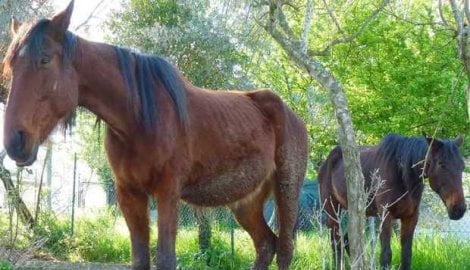 Messina: stalliere stupra e uccide una cavalla, marocchino incastrato da un video