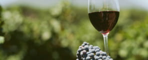uva vino