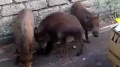 cinghiali peste suina