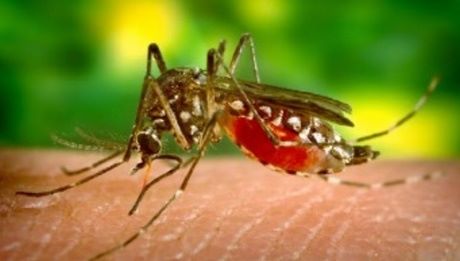 malaria