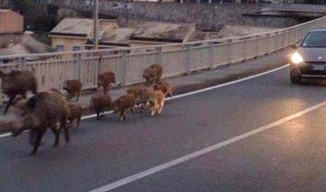 Elba travolto da Imolaoggi.it elba travolto da un cinghiale muore motociclista