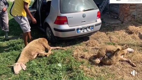 Festa islamica: scuoiano una pecora nel parcheggio, tre denunciati