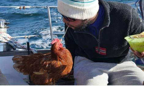 Usa, baci e coccole a galline e oche: epidemia di salmonella