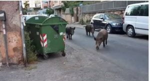 cinghiali Roma